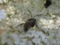 Sphecodes sp.